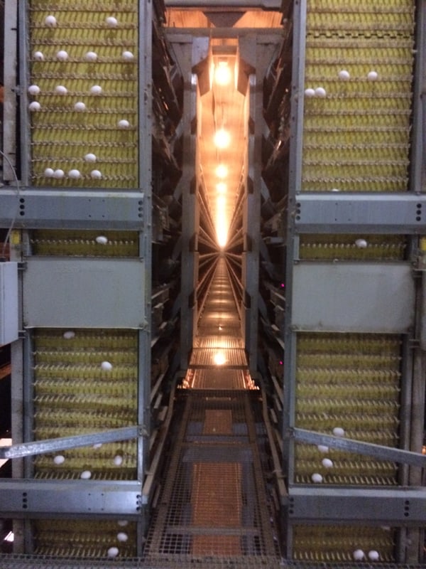 An Ohio Egg Adventure | Melanie Makes melaniemakes.com