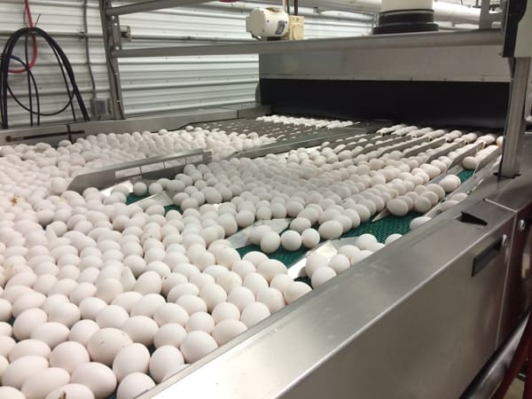 An Ohio Egg Adventure | Melanie Makes melaniemakes.com