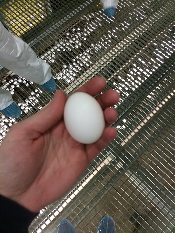 An Ohio Egg Adventure | Melanie Makes melaniemakes.com